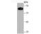 Klotho antibody, NBP2-75551, Novus Biologicals, Western Blot image 