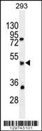 Speedy/RINGO Cell Cycle Regulator Family Member E5 antibody, 56-023, ProSci, Western Blot image 