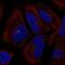 PCNA Clamp Associated Factor antibody, NBP2-56949, Novus Biologicals, Immunofluorescence image 