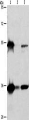 BCL2 Associated Athanogene 1 antibody, CSB-PA045995, Cusabio, Western Blot image 