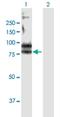 Fc Receptor Like 3 antibody, H00115352-B01P-50ug, Novus Biologicals, Western Blot image 