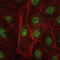 REL Proto-Oncogene, NF-KB Subunit antibody, M01880-2, Boster Biological Technology, Immunofluorescence image 