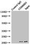 COMM domain-containing protein 1 antibody, LS-C675569, Lifespan Biosciences, Immunoprecipitation image 