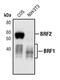 ZFP36 Ring Finger Protein Like 1 antibody, PA5-17364, Invitrogen Antibodies, Western Blot image 