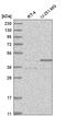 RNA 3'-Terminal Phosphate Cyclase antibody, HPA027990, Atlas Antibodies, Western Blot image 