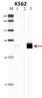Polypyrimidine tract-binding protein 1 antibody, 32-4800, Invitrogen Antibodies, Immunoprecipitation image 