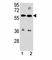ATP Binding Cassette Subfamily G Member 4 antibody, F42410-0.4ML, NSJ Bioreagents, Western Blot image 