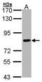 Src substrate protein p85 antibody, PA5-27134, Invitrogen Antibodies, Western Blot image 