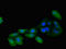 HMP antibody, LS-C678336, Lifespan Biosciences, Immunofluorescence image 