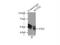 PSPB antibody, 13664-1-AP, Proteintech Group, Immunoprecipitation image 