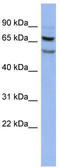 FAD Dependent Oxidoreductase Domain Containing 1 antibody, TA343855, Origene, Western Blot image 