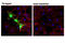 Non-structural protein V antibody, 13202S, Cell Signaling Technology, Immunocytochemistry image 