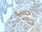 Major vault protein antibody, GTX02682, GeneTex, Immunohistochemistry paraffin image 