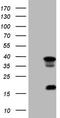 Galectin 9 antibody, TA805531S, Origene, Western Blot image 