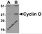 Cyclin O antibody, 3859, ProSci Inc, Western Blot image 