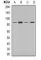 Conserved oligomeric Golgi complex subunit 2 antibody, orb341018, Biorbyt, Western Blot image 