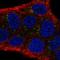 Disabled homolog 1 antibody, HPA052033, Atlas Antibodies, Immunocytochemistry image 