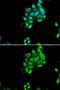 Jade Family PHD Finger 1 antibody, GTX32786, GeneTex, Immunofluorescence image 