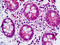 Serum/Glucocorticoid Regulated Kinase Family Member 3 antibody, TA341359, Origene, Immunohistochemistry frozen image 