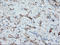 Paraplegin antibody, LS-C786974, Lifespan Biosciences, Immunohistochemistry frozen image 