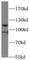 LIM domain and actin-binding protein 1 antibody, FNab02812, FineTest, Western Blot image 