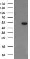 Phosphogluconate Dehydrogenase antibody, NBP2-45880, Novus Biologicals, Western Blot image 