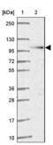 Coatomer subunit beta antibody, NBP2-39027, Novus Biologicals, Western Blot image 