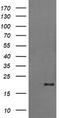 Fetal and adult testis-expressed transcript protein antibody, LS-C174247, Lifespan Biosciences, Western Blot image 