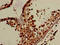 OS9 Endoplasmic Reticulum Lectin antibody, orb51514, Biorbyt, Immunohistochemistry paraffin image 