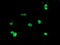 Ubiquitin Specific Peptidase 36 antibody, M07184, Boster Biological Technology, Immunofluorescence image 