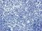 Intercellular Adhesion Molecule 1 antibody, orb101441, Biorbyt, Immunohistochemistry paraffin image 