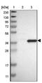 Paraneoplastic antigen Ma1 antibody, NBP1-82808, Novus Biologicals, Western Blot image 