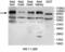 ZFP28 Zinc Finger Protein antibody, MBS415827, MyBioSource, Immunohistochemistry paraffin image 