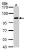 Zinc finger protein ZFPM2 antibody, PA5-29094, Invitrogen Antibodies, Western Blot image 