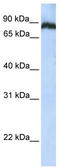 TATA-Box Binding Protein Associated Factor, RNA Polymerase I Subunit C antibody, TA344544, Origene, Western Blot image 