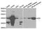 ADA1 antibody, TA326892, Origene, Western Blot image 