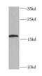 Endothelial differentiation-related factor 1 antibody, FNab02633, FineTest, Western Blot image 