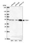 Bars antibody, HPA018987, Atlas Antibodies, Western Blot image 