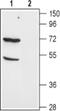 Solute Carrier Family 1 Member 1 antibody, PA5-77427, Invitrogen Antibodies, Western Blot image 