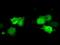 Cilia And Flagella Associated Protein 298 antibody, GTX84746, GeneTex, Immunofluorescence image 