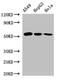 One Cut Homeobox 2 antibody, CSB-PA016337LA01HU, Cusabio, Western Blot image 