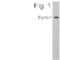 Dynein Light Chain LC8-Type 2 antibody, MA1-070, Invitrogen Antibodies, Western Blot image 