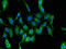 Arginyl-TRNA Synthetase antibody, LS-C396541, Lifespan Biosciences, Immunofluorescence image 