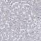 Myosin VIIB antibody, NBP1-87506, Novus Biologicals, Immunohistochemistry paraffin image 