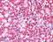 Coiled-Coil Domain Containing 50 antibody, GTX89553, GeneTex, Immunohistochemistry paraffin image 