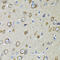 40S ribosomal protein S10 antibody, 19-914, ProSci, Immunohistochemistry frozen image 