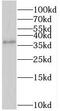 Serine Racemase antibody, FNab08241, FineTest, Western Blot image 