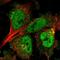 Armadillo Repeat Containing X-Linked 3 antibody, HPA001530, Atlas Antibodies, Immunofluorescence image 