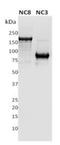 Phospholipase A2 Receptor 1 antibody, NBP2-50248, Novus Biologicals, Western Blot image 