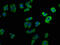 Lysophosphatidic Acid Receptor 6 antibody, CSB-PA017336OA01HU, Cusabio, Immunofluorescence image 